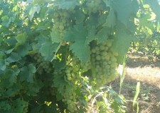 VAND STRUGURI DE VIN 2017