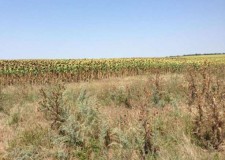 Vand teren extravilan la Vama Veche 15.000mp