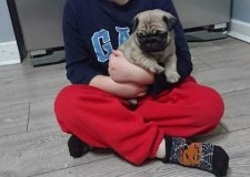 pui / pui de pui pentru adoptare