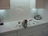 MaimuÈ›Äƒ capucin minunat pentru Xmas Vanzare