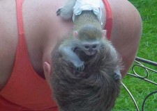 Pufos Xmas salutÃ¢nd inteligente maimuÈ›e copilul Capucine de vÃ¢nzare