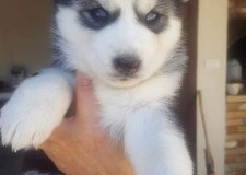 Vand pui de Husky Siberian, baieti si fetite rasa pura