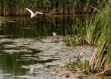 Vand teren - Corbeanca pe malul lacului