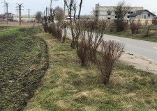 teren intravilan Costinesti