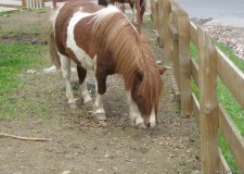 Cautam ingrijitori ferme de ponei din Olanda