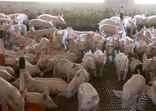 Cautam ingrijitori pentru ferme de porci din Germania