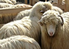 Vand 140 oi turcane si Carabas, cu 100 miei