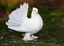 Angajez crescatori porumbei Germania