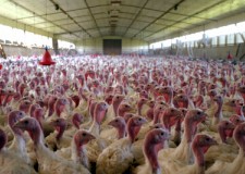 Cautam ingrijitori pentru ferme de curcani din Olanda