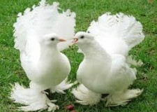 Angajam necalificati fabrica de lactate