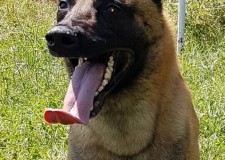 De vanzare catei de ciob.Belgian(malinois)cu pedigre tip A