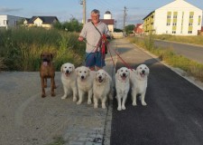 dresaj canin la domiciliul clientului timisoara