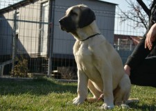 Vand catei Malakli/Kangal