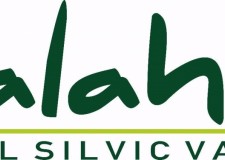 Cautam ingineri silvici