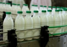 Angajez necalificati fabrica de lactate