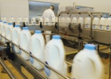 Angajez culegatori fructe Germania