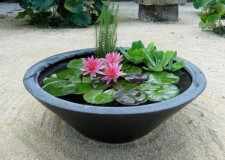 Pui flori lotus diverse culori - floare nufar plante rare