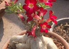 Puiuti Trandafir de Desert Bonsai BLACK RUBY