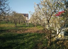 teren Iasi - Nicolina, Rond Vechi, Tudor Neculai