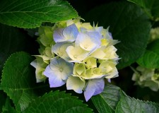 Ofer cazare,intretinere.