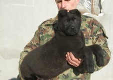 Vand pui Ciobanesc German