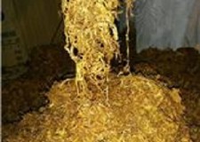 Tutun Virginia Gold firicel de 0,3mm super calitate,poze reale