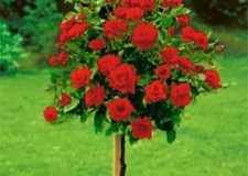 Vand trandafiri pomisori - pe trunchi