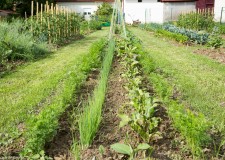 Angajam pentru sere morcovi Olanda