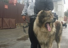 DRESAJ CANIN REZULTATE GARANTATE!