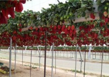 Cautam personal sere capsuni Olanda