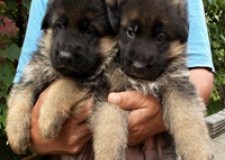 Canisa vom Quelleweg vinde pui Ciobanesc German