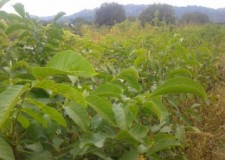 Vand mesteacan pletos ,tei argintiu si plante ornamentale