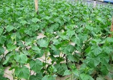 Cautam personal sere castraveti Olanda