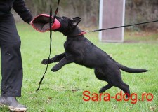 Manson dresaj caini tineri