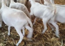 Vand 15 capre saanen si 5 boer ,