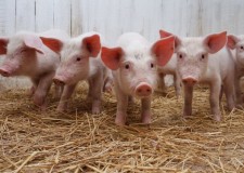 Angajam pentru ferma de porci in Spania