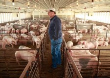 Angajez pentru ferma de porci in Germania