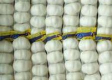 Angajez personal in hale de usturoi in Germania