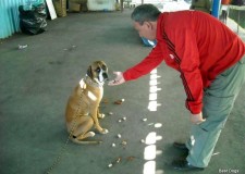 dresaj canin ieftin cu plata in rate!!!