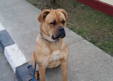 DRESAJ CANIN!PLATA IN RATE