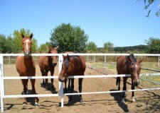 Angajez personal ferma de cai in Germania