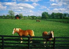 Angajez personal ferma de cai in Germania