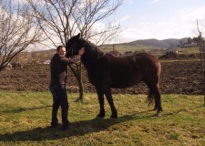 Cautam ingrijitori ferma cai de curse