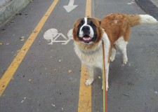 DRESAJ CANIN  REZULTATE GARANTATE-RATE!