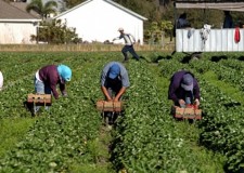 Angajam muncitori in agricultura Olanda
