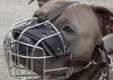 Botnita Amstaff & Pitbull