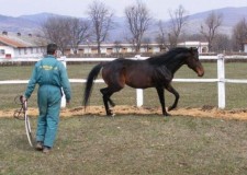 Angajez personal ingrijit cai Germania