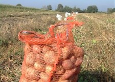 Vand cartofi de consum si cartofi furajeri