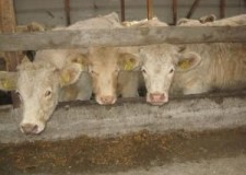 Cautam personal ferma vitei Olanda