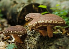 Oferim spre vanzare ciuperci uscate Shiitake bio, obtinute prin permacultura la preturi accesibile